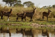 Defassa waterbucks : 2014 Uganda